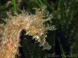 Lined Seahorse (Hippocampus erectus) <><><><>Canon G7, In... by Brian Mayes 